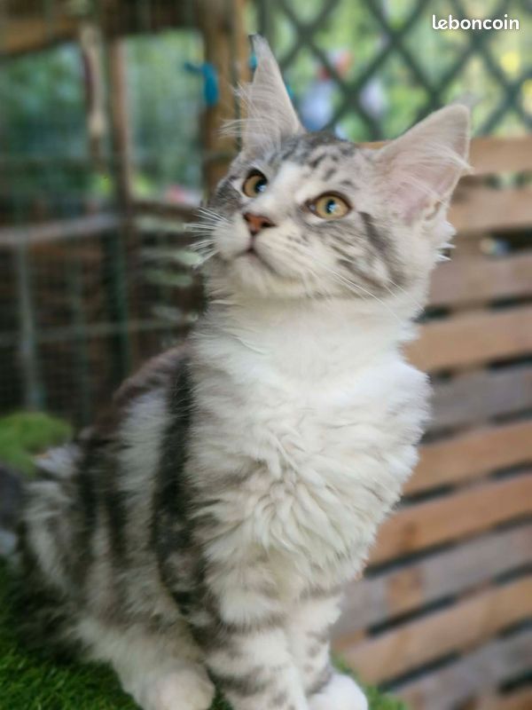 2 chatons Maine coon LOOF (image 2)