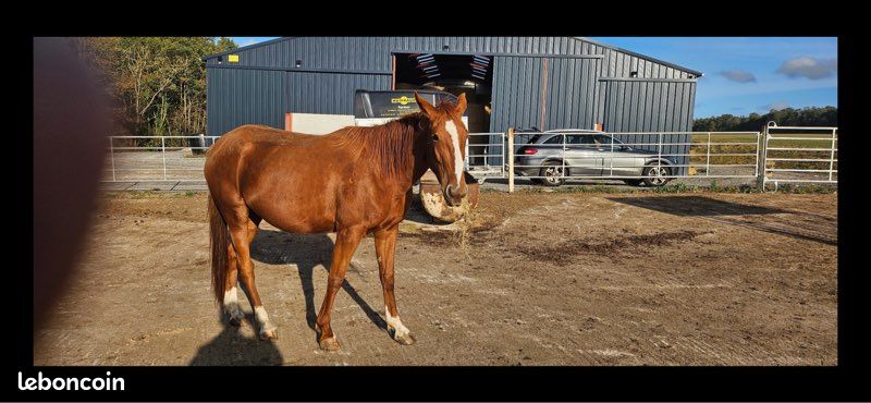 Cheval à vendre (image 3)