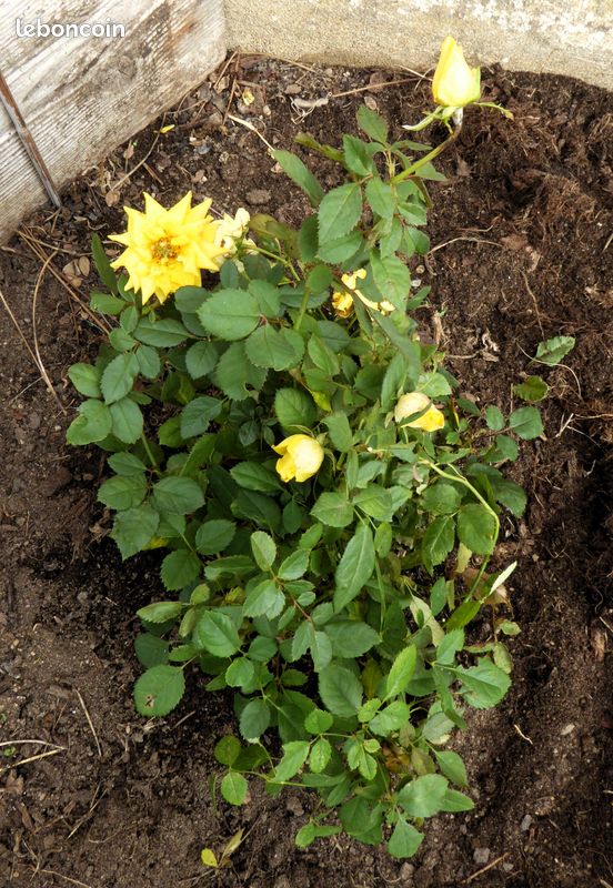 Lot de 8 mini-rosiers jaune (image 1)