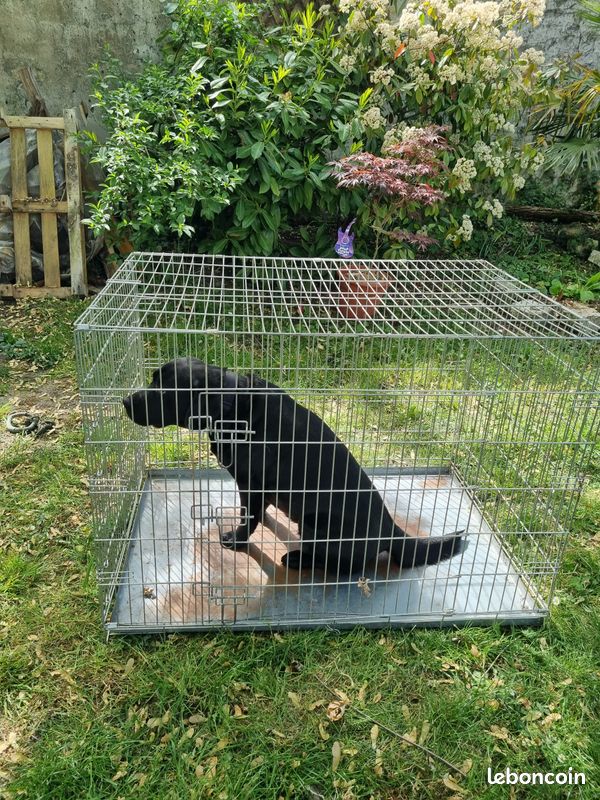 Cage de transport animaux (image 3)