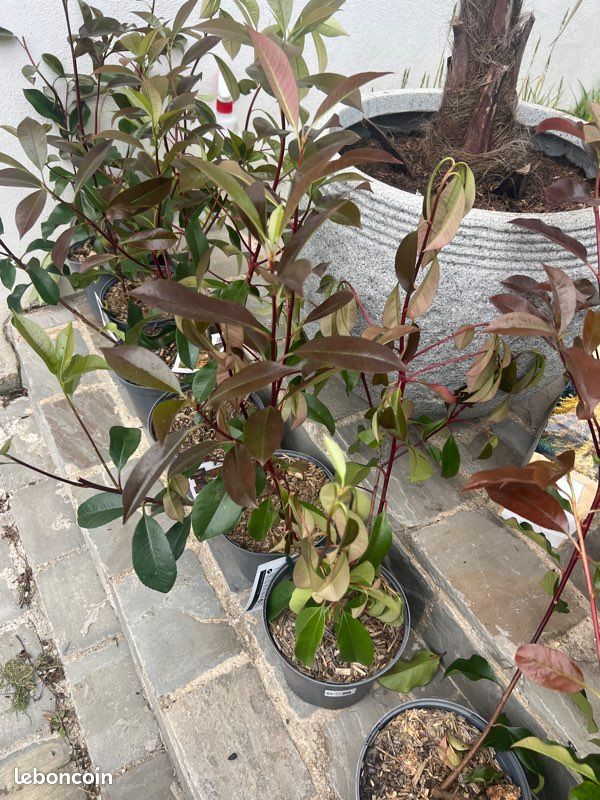 philodendron variegata kaufen Philodendron Green Congo Variegata Albo main image 0