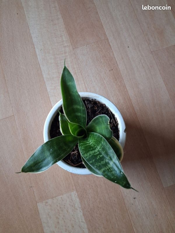 Sanseveria (image 2)