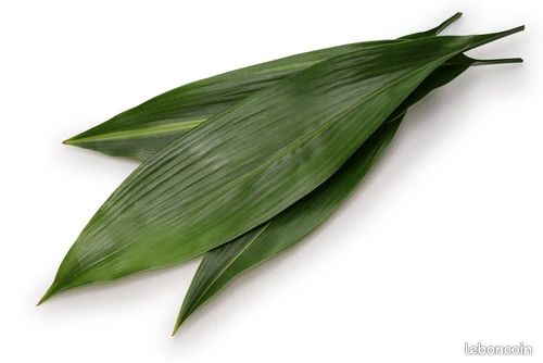 Aspidistra eliator (image 1)