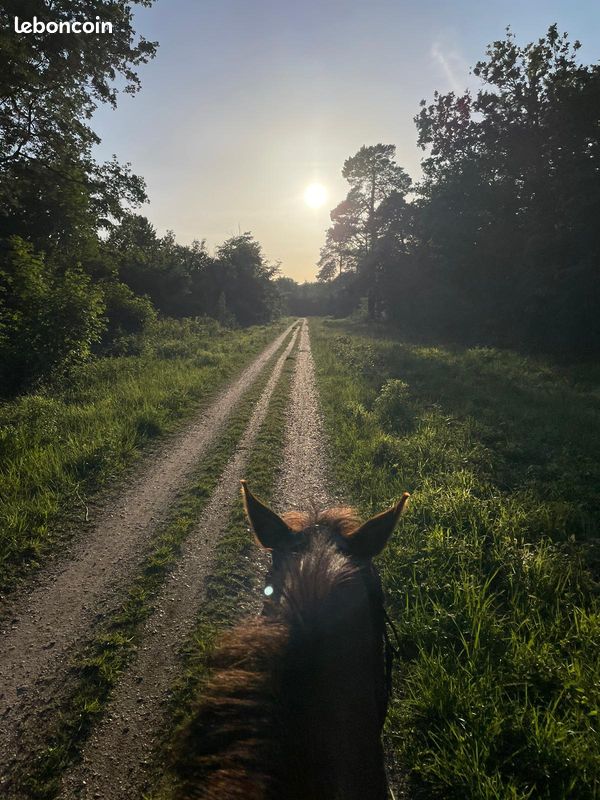 Balade à cheval (image 1)