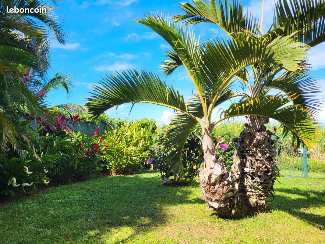 Location magnifique studio guadeloupe (image 4)