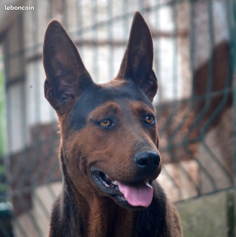 Chineese Red Dog (Lanzhou Hong) - Très Rare (image 3)