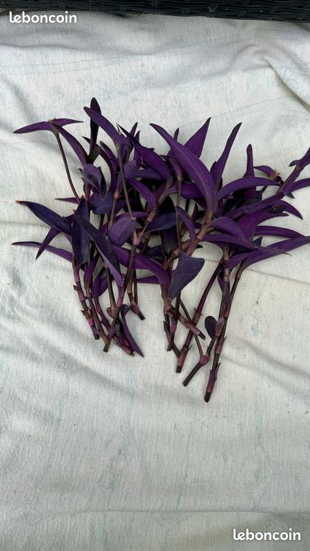 Boutures tradescantias pourpre / Pallida (sofi) (image 2)