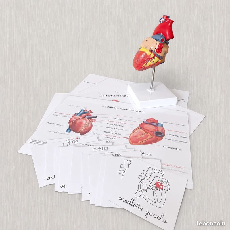 🫀Kit anatomie du coeur humain (image 1)