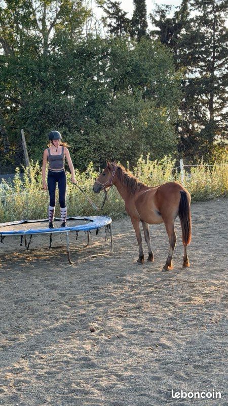 Double poney jument (image 1)