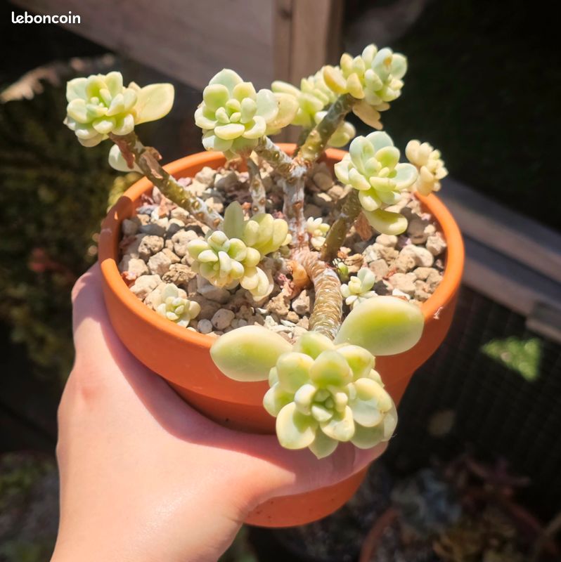Sedum clavatum variegata - Jardin & Plantes