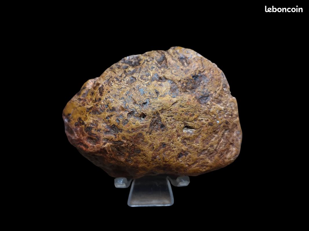 Minéraux rare fougère fossilisé Australie (image 3)