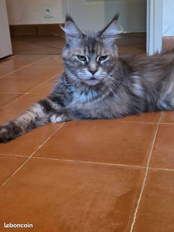 Chatons Main Coon Loof (image 6)