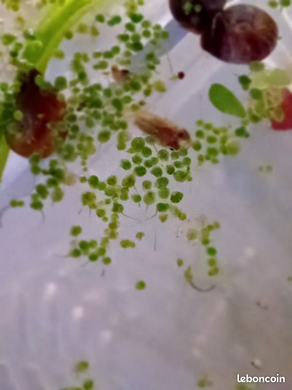 Lentilles d'eau aquarium (image 3)
