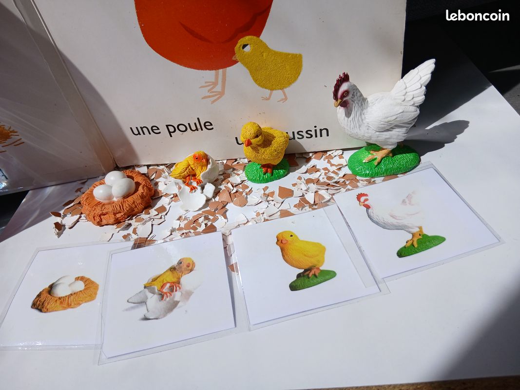 Cycle de vie d'une pouleđ (image 1)