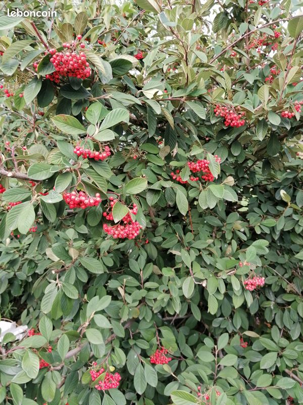Divers arbustes et plantes vivaces (image 15)
