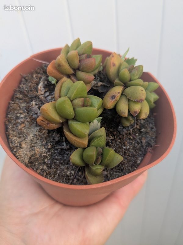 Pot de crassula Ben rustique à moins 2 degrés mais culture en intérieur possible (image 2)