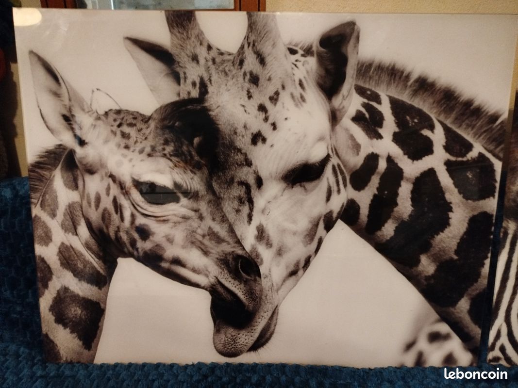 Tableau Zèbres et Girafes NB Plexiglas (image 3)