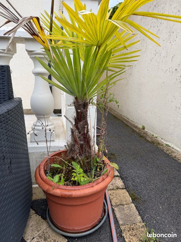 Palmier Trachycarpus (image 1)