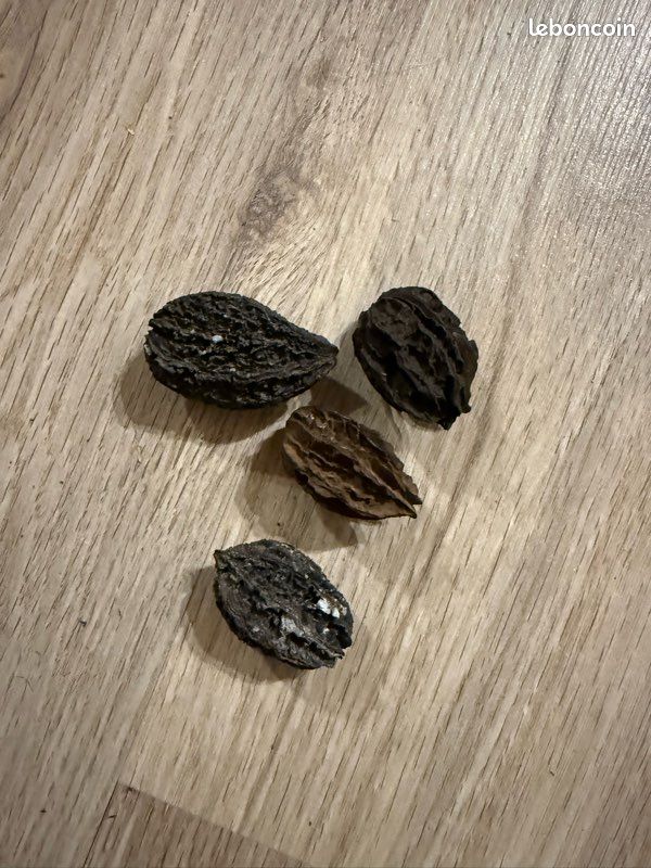 Noix fossile (image 1)