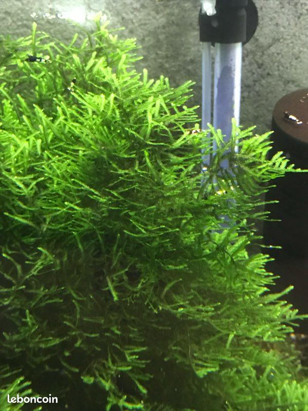Mousse aquarium chrismas, Thaïlande et rare Moss (image 3)