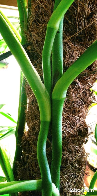 philodendron domesticum lemon lime Philodendron Golden Goddess - 4