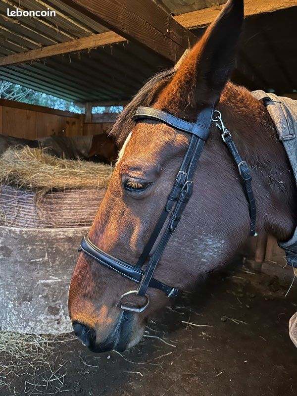 Filet dyon cheval (image 7)