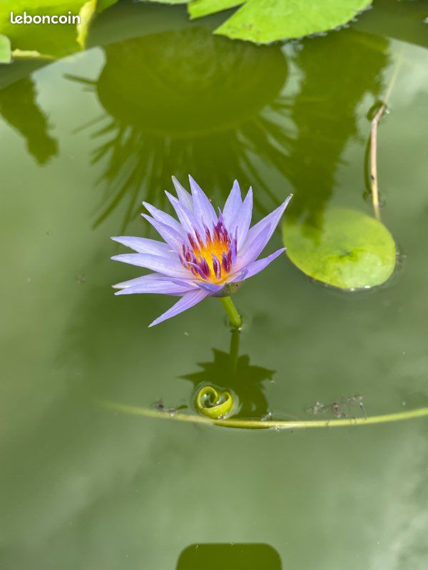 Nénuphar tropical Blue Star (image 3)