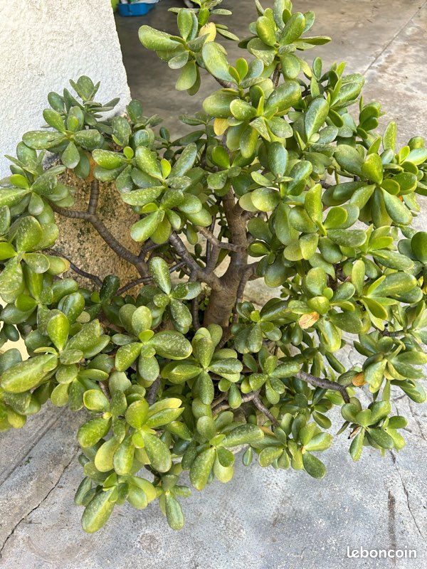 Plante arbre de jade 20 ans d’âge (image 1)