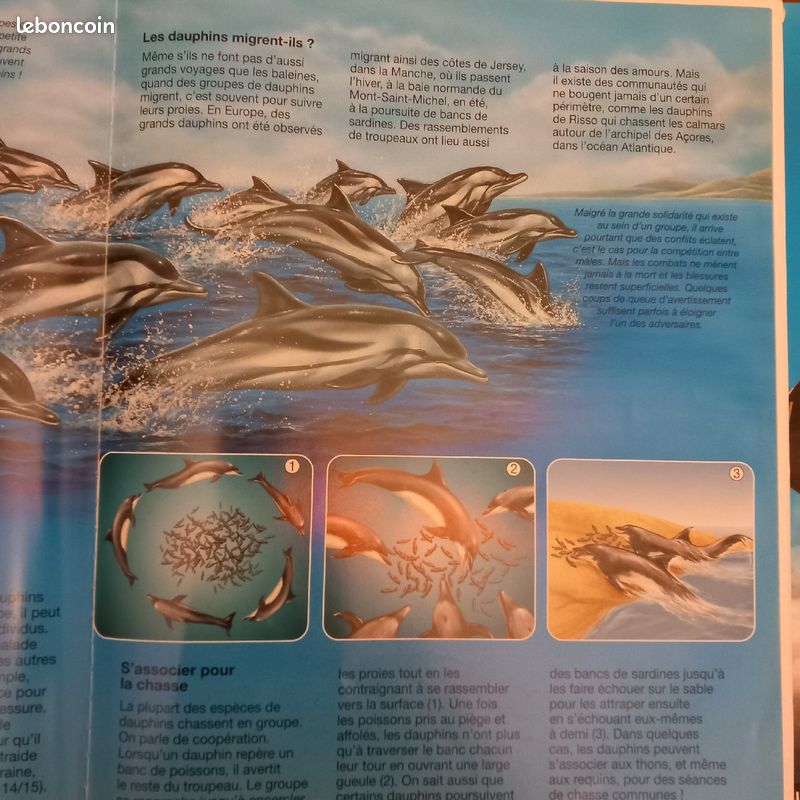 L'imagerie animale Les dauphins (image 5)