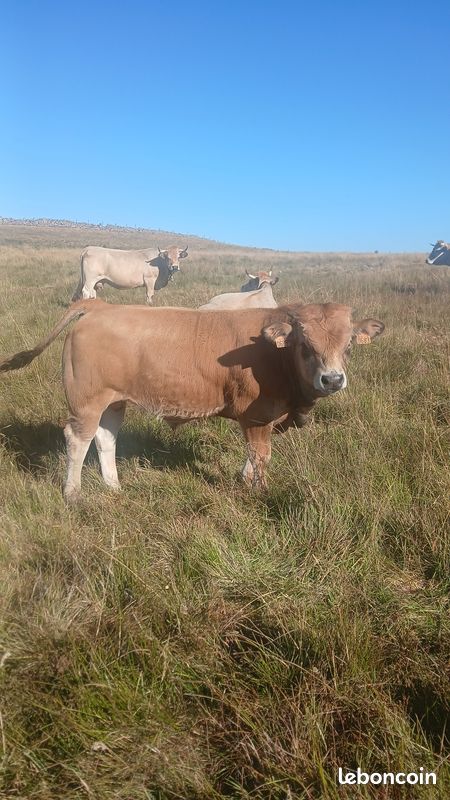 Reproducteur aubrac (image 1)