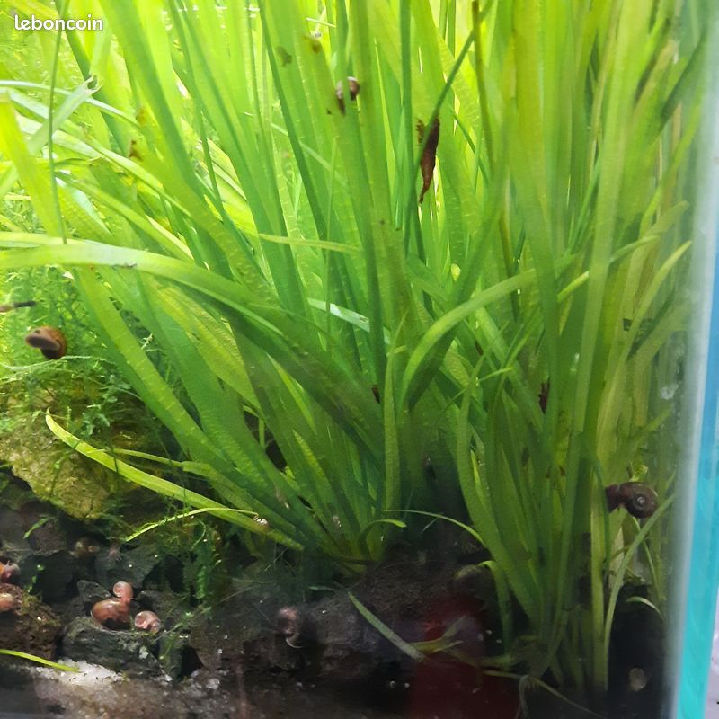 Aquarium Eheim aquastyle 35l (image 3)