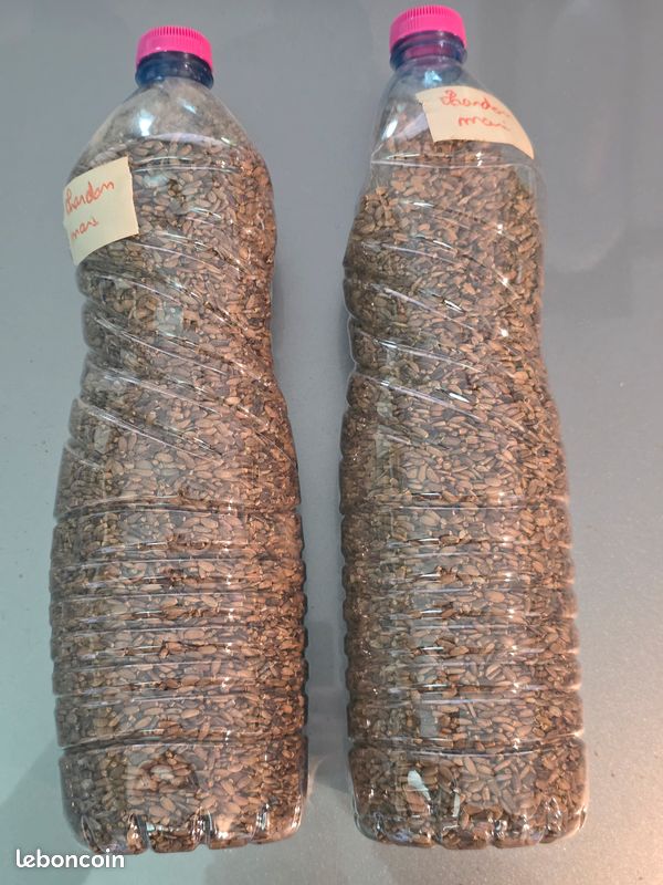 Graines de chardon (image 1)