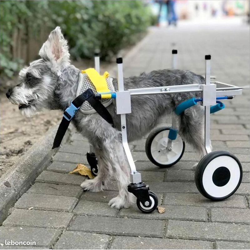 Chariot 4 roues chien handicapé (image 3)