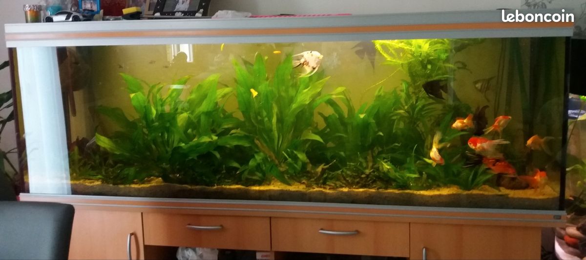 Recherche tout types de poissons a donner (image 1)