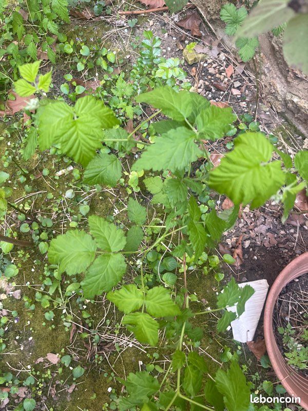 Échange de plante et arbre fruitier (image 3)