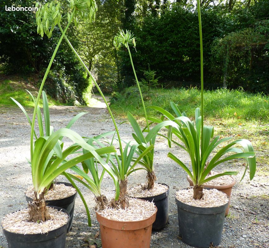 Plant agapanthe géante bleue/blanche– jardi44 (image 4)