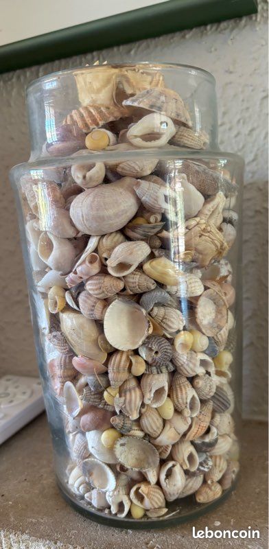 Bocal de 20 cm avec divers coquillages (image 8)
