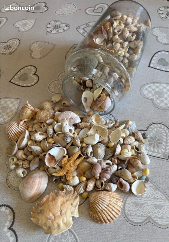 Bocal de 20 cm avec divers coquillages (image 1)