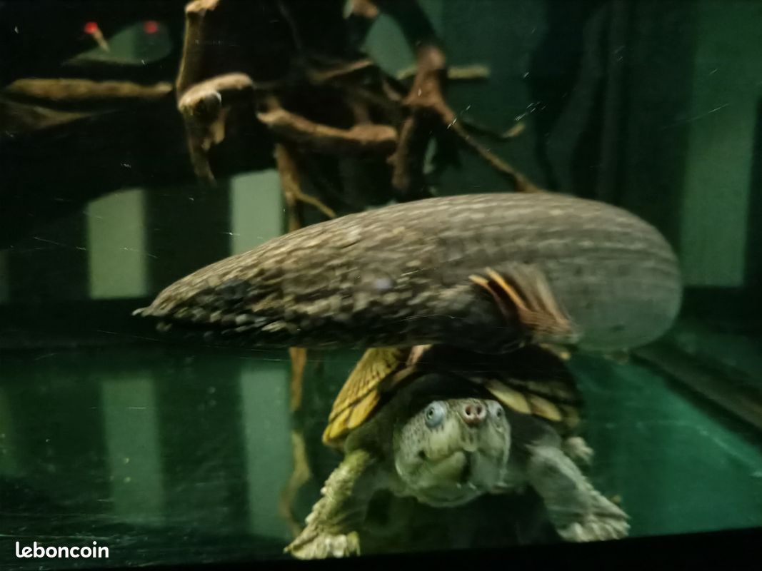 Polypterus ornatipinnis aquarium (image 1)