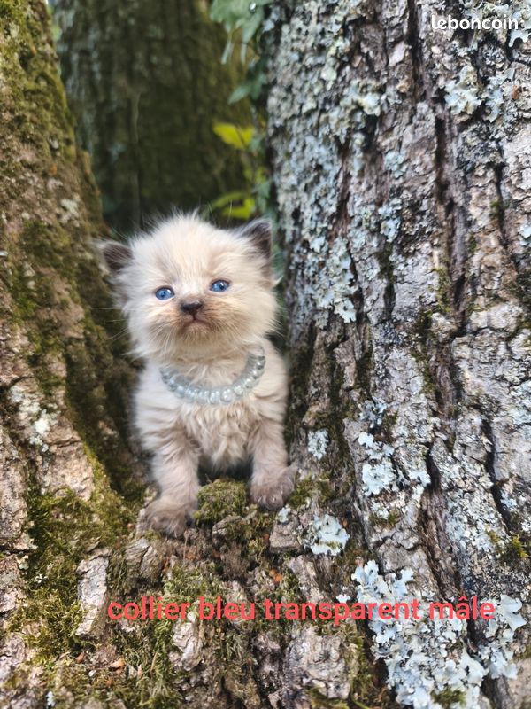 Chaton Sib&eacute;rien 2