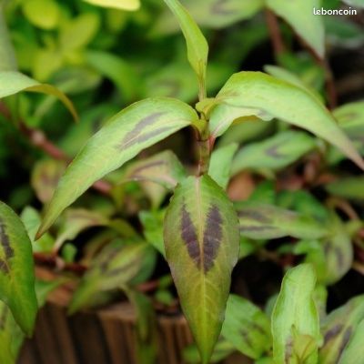 Plant de coriandre vietnamienne (image 1)