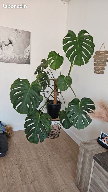 Très belle monstera de 1m15 à vendre (image 2)