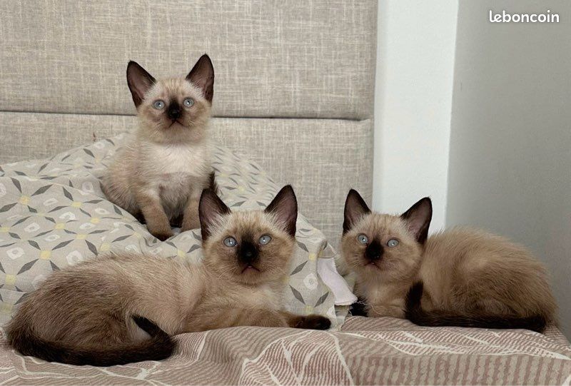 Chaton siamois (image 1)