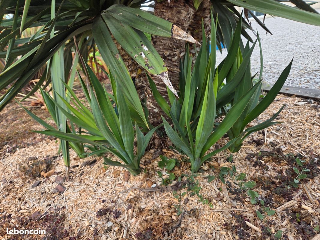 Yucca et aloe (image 2)