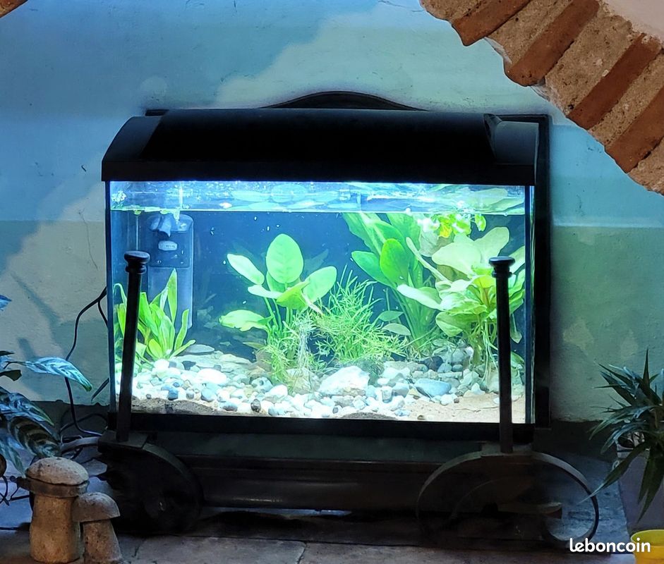 Aquarium SuperFish Start 70 - 60L - Kit complet tropical - Avec emballage d'origine (image 1)