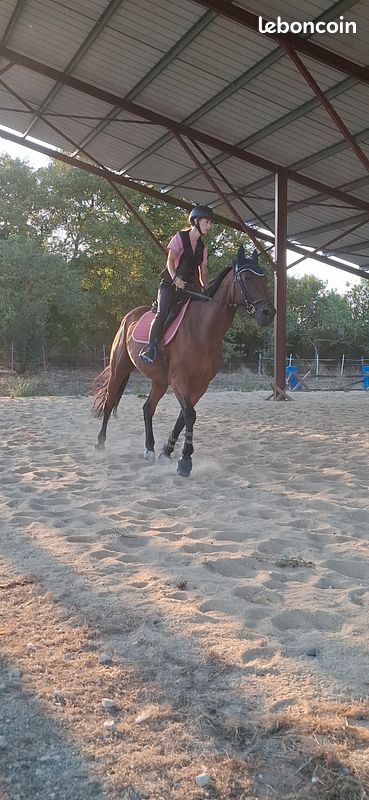 Cheval Trotteur (image 2)