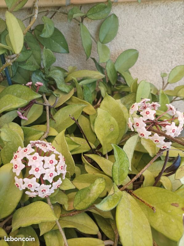 Hoya fleur de porcelaine (image 2)
