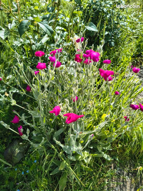 Plant de coriandre vietnamienne (image 5)