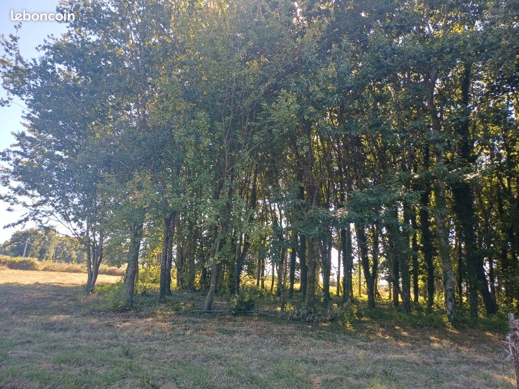 TERRAIN boisé (image 1)