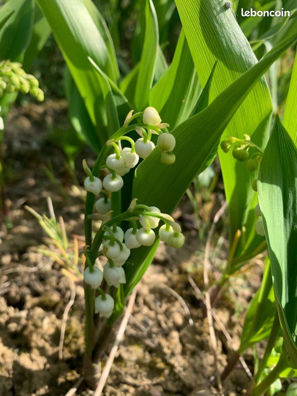 Muguet (image 5)